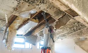 Mold Odor Removal Services in Bishop, TX